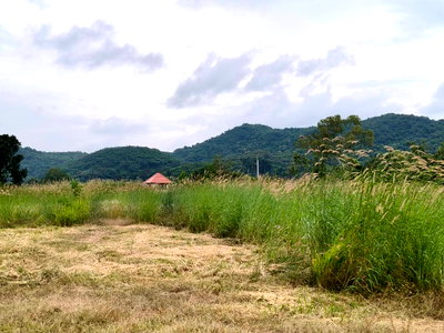 ที่ดิน นครราชสีมา (โคราช) : ขายที่เขาใหญ่ หนองสาหร่าย ปากช่อง 8ไร่ วิวเขาล้อมรอบ ใกล้ภูเขา ที่อยู่บนเนินสุดเทควิวสวยมาก ใกล้ 2235 650ม. ถนนมิตรภาพ ใกล้ตลาด เซเว่น 0879074045