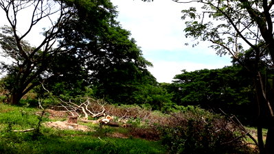Land for sale : Land for Sale (Filled Land) — located in Phai Cham Sin , Wiset Chai Chan Ang Thong  with a total area of 14 rai, 3 ngan, and 42 square wah