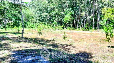 ที่ดิน ถลาง ภูเก็ต : ที่ดินสำหรับขาย ในปากล็อก ตำบลปะคลอก อำเภอถลาง ภูเก็ต (ID 1432790)