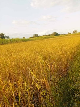 ขายที่ดิน 8 ไร่ ยกแปลง 1,280,000 บาท