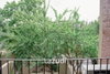 listing thumbnail image 36