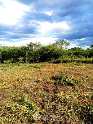 Land for sale Chiang Mai : Pet-Friendly Land For Sale Near Chiang Mai International Airport, Suthep (ID 1524008)