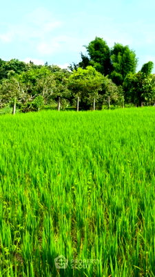 Land for sale Chiang Mai : Land For Sale In Sop Poeng, Mae Taeng Chiang Mai (ID 1540121)