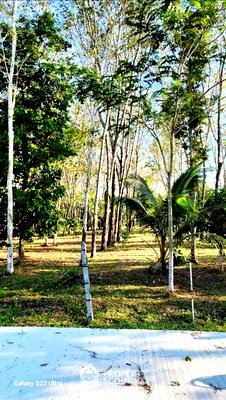ที่ดิน ถลาง ภูเก็ต : ขายที่ดิน ในศรีสุนทร ถลาง ภูเก็ต (ID 1443945)