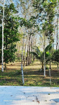 ขายที่ดิน ในศรีสุนทร ถลาง ภูเก็ต (ID 1443945)