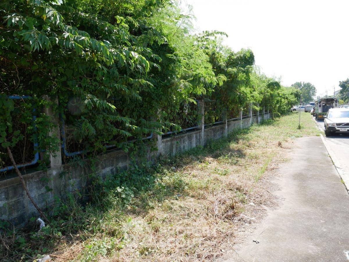 รูป ที่ดินให้เช่า ใน ลำพระเทวะ เขตลาดกระบัง กรุงเทพฯ (ID 1961029) - รูปที่ 3/5