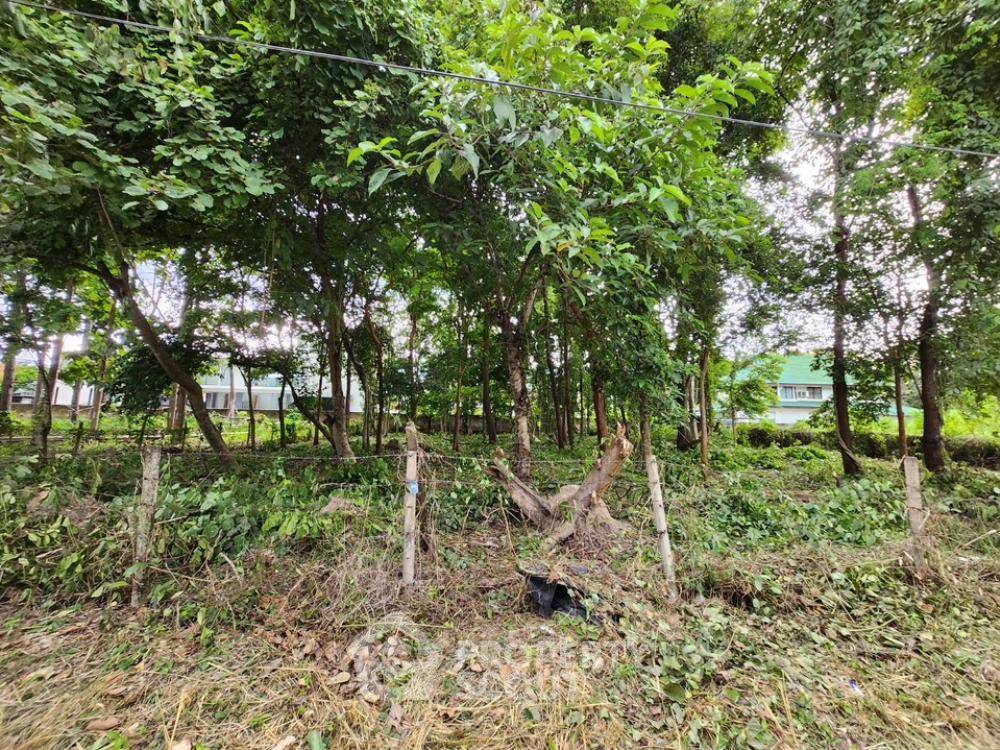 รูป ที่ดินขาย ในช้างเผือก เมืองเชียงใหม่ เชียงใหม่ (ID 1296723) - รูปที่ 1/3