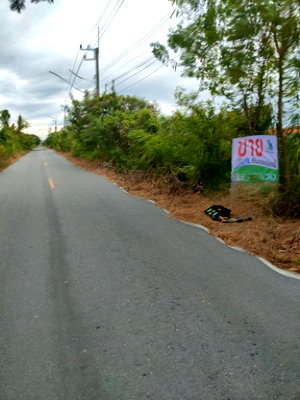 ที่ดิน ลำลูกกา คลองสอง : ที่ดินแปลงสวย ราคาดี  บึงสนั่น ธัญบุรี จ.ปทุมธานี  มีขาย2 แปลงติดกัน ขนาด แปลงละ 1 ไร่ 22 ตรว. รวม 2 ไร่ 44 ตรว.