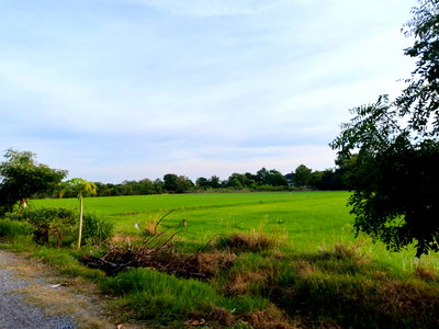 Land for sale : Land for Sale – Prime Location on Tessaban 4 Road, only 3 km from Highway 346 (Pathum Thani–Bang Len Road)