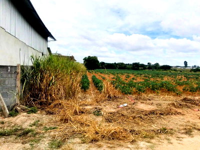 Land for sale ปลวกแดง : Land for sale adjacent to Rojana Industrial Park, Pluak Daeng, Mabyangporn, Rayong.
