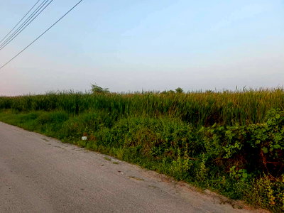 Land for sale : Land for sale: vacant land of 297 sq.wah located in Bang Muang , Bang Yai , Nonthaburi. Price: THB 20,000 per sq.wah. Conveniently located nea Market