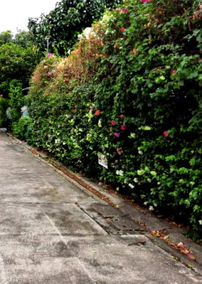 บ้านเดี่ยว พระโขนงใต้ : ขายที่ดิน 400ตร.ว ซอยสุขุมวิท64 ที่สวยแปลงสี่เหลี่ยม ไฟฟ้า ประปาพร้อมใช้  ใก้ลBTSปุณณวิถี ทางด่วน ทรูดิจิตอลพาร์ค 