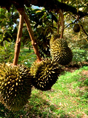 Land for sale : For sale: Durian orchard with titled land area 1 rai 300 sq.wah, located in Chamao, Rayong. Planted with 80 Monthong durian trees.
