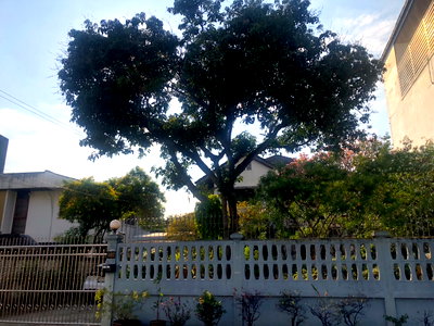 บ้านเดี่ยว ม.สวนดุสิต : ขายบ้านเดี่ยวหายาก ประชาชื่น  บางเขนฝั่งใต้ บางซื่อ  กทม เนื้อที่ 109 ตรว   จัดรีโนเวทอีกนิดดูหรูอยู่สบาย