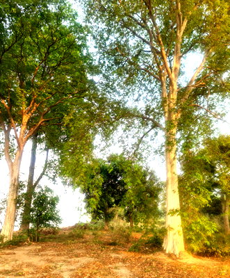 ที่ดิน เมืองบึงกาฬ บึงกาฬ : ขายที่ดินติดแม่น้ำโขงจังหวัดบึงกาฬ