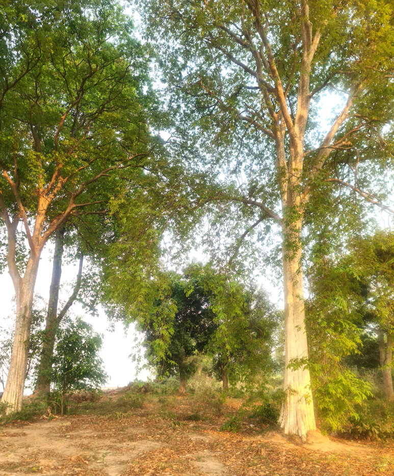 รูป ขายที่ดินติดแม่น้ำโขงจังหวัดบึงกาฬ - รูปที่ 1/4