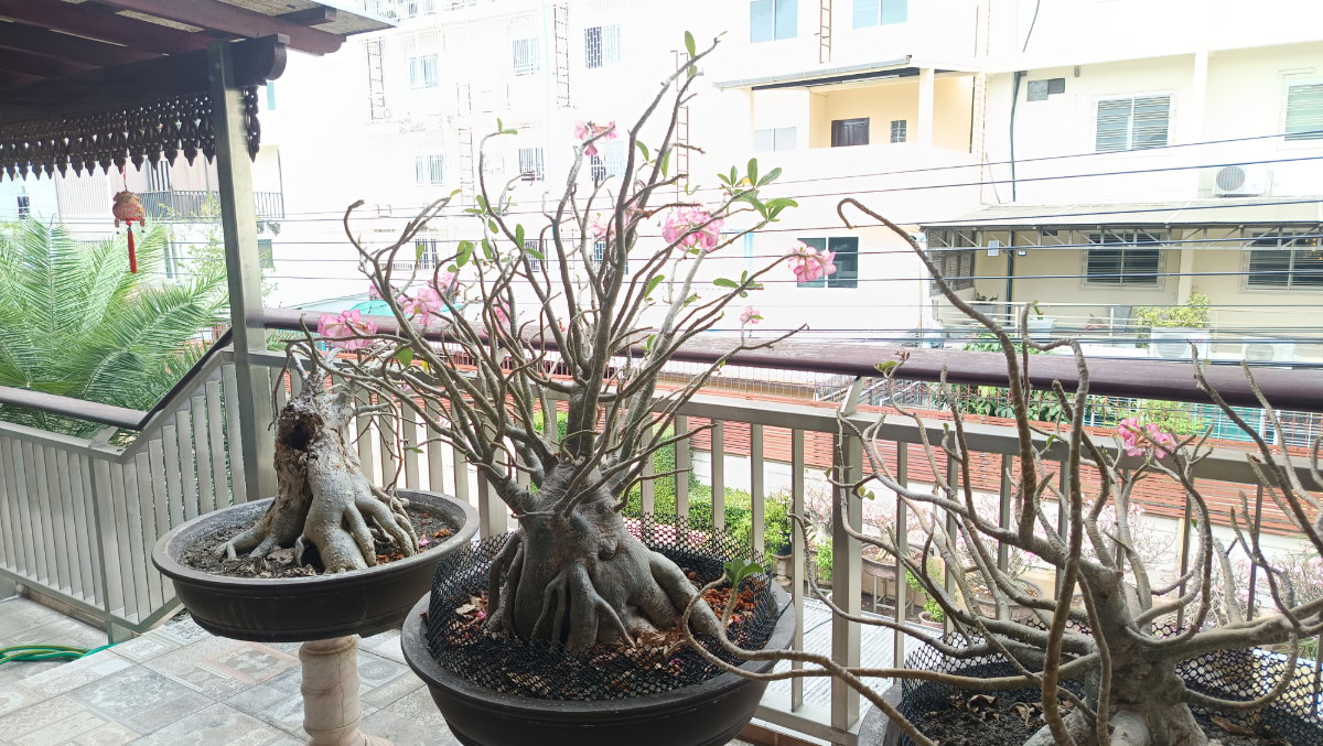รูป ขายบ้านเดี่ยวสุดหรู ย่าน พระราม 5 นนทรีรีเจ้นท์ - รูปที่ 27/46