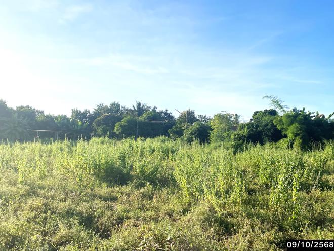 รูป ที่ดินว่างเปล่า 1197 ตร.วา ภูเวียง ขอนแก่น 1.4M - รูปที่ 5/15