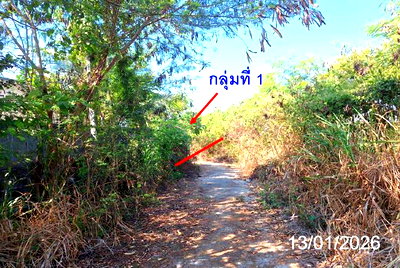ขายที่ดิน : ที่ดินว่างเปล่า 1985.9 ตร.วา ป่าซาง ลำพูน 3M