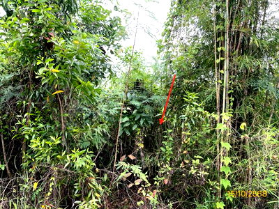 ขายที่ดิน : ที่ดินว่างเปล่า 1261.1 ตร.วา จอมบึง ราชบุรี 3.5M