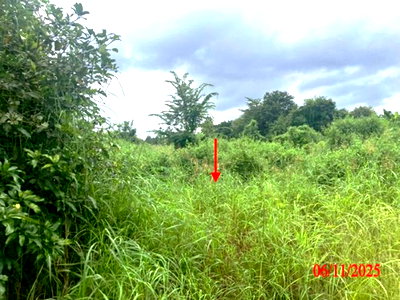 ขายที่ดิน : ที่ดินว่างเปล่า 1293.8 ตร.วา เวียงหนองล่อง ลำพูน 718,000