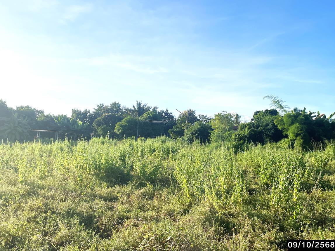 รูป ที่ดินว่างเปล่า 1197 ตร.วา ภูเวียง ขอนแก่น 1.4M - รูปที่ 10/15