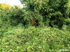 listing thumbnail image 15