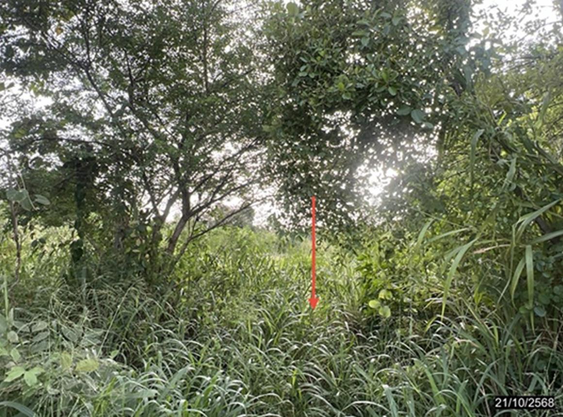 รูป ที่ดินว่างเปล่า 630 ตร.วา ซำสูง ขอนแก่น 1.6M - รูปที่ 10/17