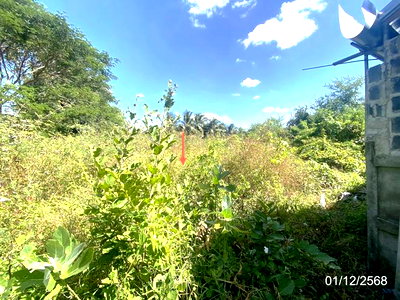 ขายที่ดิน : ที่ดินว่างเปล่า 328 ตร.วา นาดูน มหาสารคาม 384,000