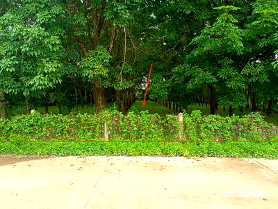 ขายที่ดิน : ที่ดินว่างเปล่า 1070 ตร.วา ภูซาง พะเยา 2.7M
