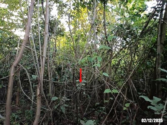 รูป ที่ดินว่างเปล่า 100 ตร.วา ศรีบุญเรือง หนองบัวลำภู 464,000 - รูปที่ 6/23