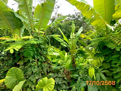 ที่ดินว่างเปล่า 165.1 ตร.วา เมืองภูเก็ต ภูเก็ต 5.2M