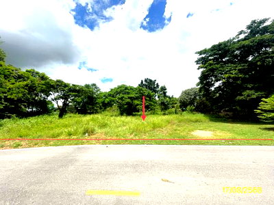 ที่ดิน ม.นเรศวร : ที่ดินว่างเปล่า 320 ตร.วา บางระกำ พิษณุโลก 1.5M