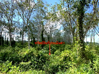 ที่ดิน ย่านตาขาว ตรัง : ที่ดินว่างเปล่า 3105 ตร.วา ย่านตาขาว ตรัง 2.7M