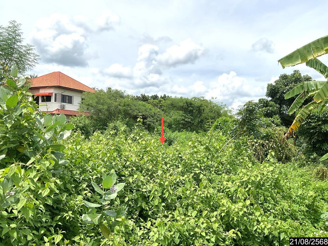 รูป ที่ดินว่างเปล่า 801 ตร.วา ศรีบุญเรือง หนองบัวลำภู 1.1M - รูปที่ 11/15
