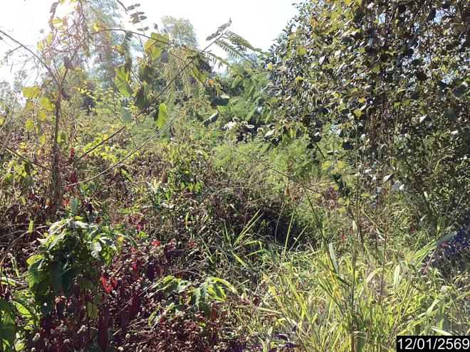 picture LAND 220 Sq.w. Nongkai for 1.5M - 8/21