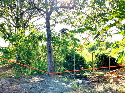 ขายที่ดิน : ที่ดินว่างเปล่า 301.4 ตร.วา แม่ลาว เชียงราย 1.1M