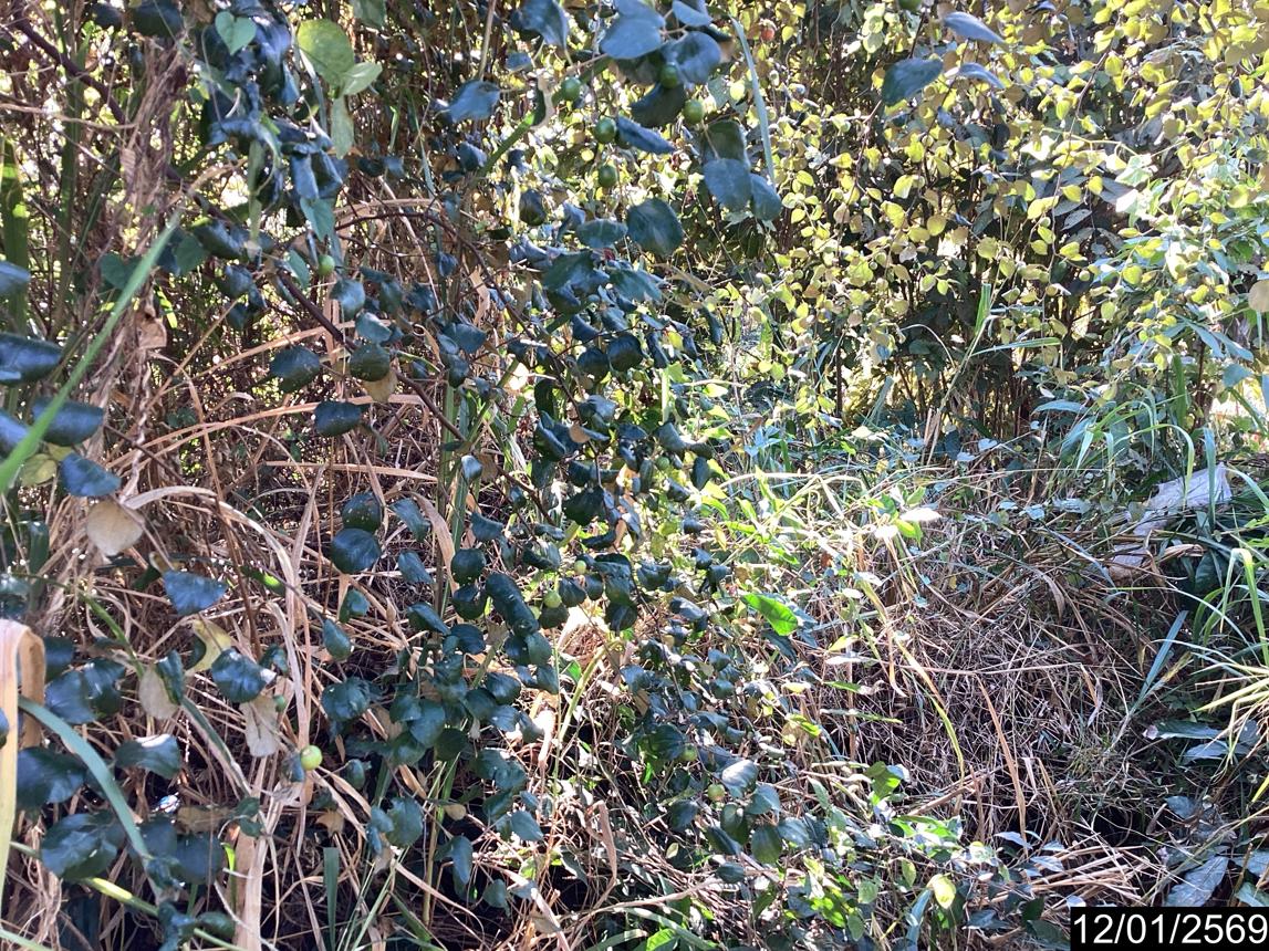 picture LAND 220 Sq.w. Nongkai for 1.5M - 14/21