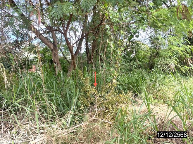 รูป ที่ดินว่างเปล่า 100 ตร.วา เกษมทรัพย์ กรีนวิลเลจ เมืองขอนแก่น ขอนแก่น 1.4M - รูปที่ 8/19