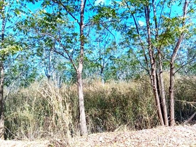รูป ที่ดินว่างเปล่า 7698 ตร.วา ศรีบุญเรือง หนองบัวลำภู 2.4M - รูปที่ 4/15