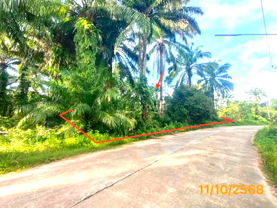 ขายที่ดิน : ที่ดินว่างเปล่า 239.2 ตร.วา เหนือคลอง กระบี่ 1.1M