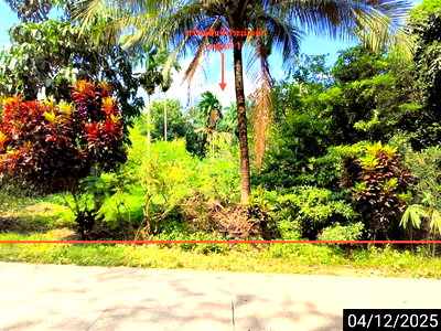 ที่ดินว่างเปล่า 336 ตร.วา พนม สุราษฎร์ธานี 1.1M