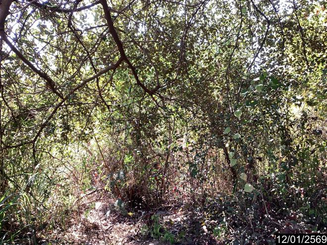 picture LAND 220 Sq.w. Nongkai for 1.5M - 7/21
