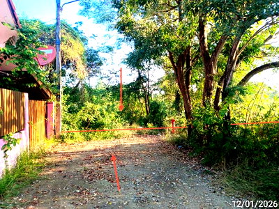 ขายที่ดิน : ที่ดินว่างเปล่า 1509 ตร.วา กงไกรลาศ สุโขทัย 2.9M