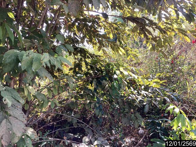 picture LAND 220 Sq.w. Nongkai for 1.5M - 9/21