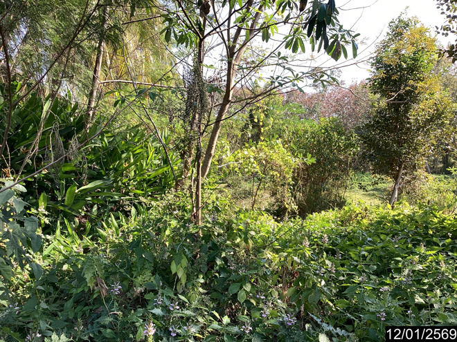 picture LAND 400 Sq.w. Nongkai for 1.4M - 9/25