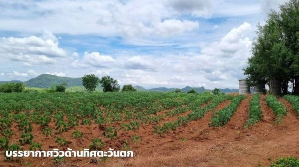 รูป ขายที่ดินภูเขาไฟ บ้านหนองสะแกสี่ ต.โคกสะอาด อ.ศรีเทพ จ.เพชรบูรณ์(ห่างทางหลวง หมายเลข21 8 กม.หรือ 15 นาทีจากตัวอำเภอ) - รูปที่ 10/14
