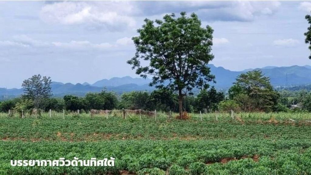 รูป ขายที่ดินภูเขาไฟ บ้านหนองสะแกสี่ ต.โคกสะอาด อ.ศรีเทพ จ.เพชรบูรณ์(ห่างทางหลวง หมายเลข21 8 กม.หรือ 15 นาทีจากตัวอำเภอ) - รูปที่ 3/14