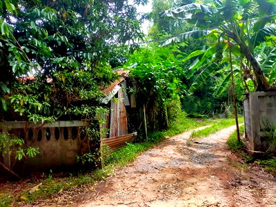 Land for sale Chang Han Roi Et : FOR SALE  LAND PROPERTY  800000 BAHT.
