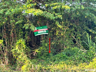 Land for sale Nong Phai Phetchabun : LAND 717 Sq.w. Nong Phai Phetchabun for 2.2M